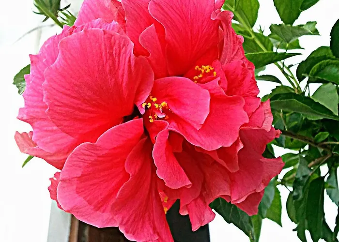 Hotel Evripides Agios Ioannis (Thessaly)